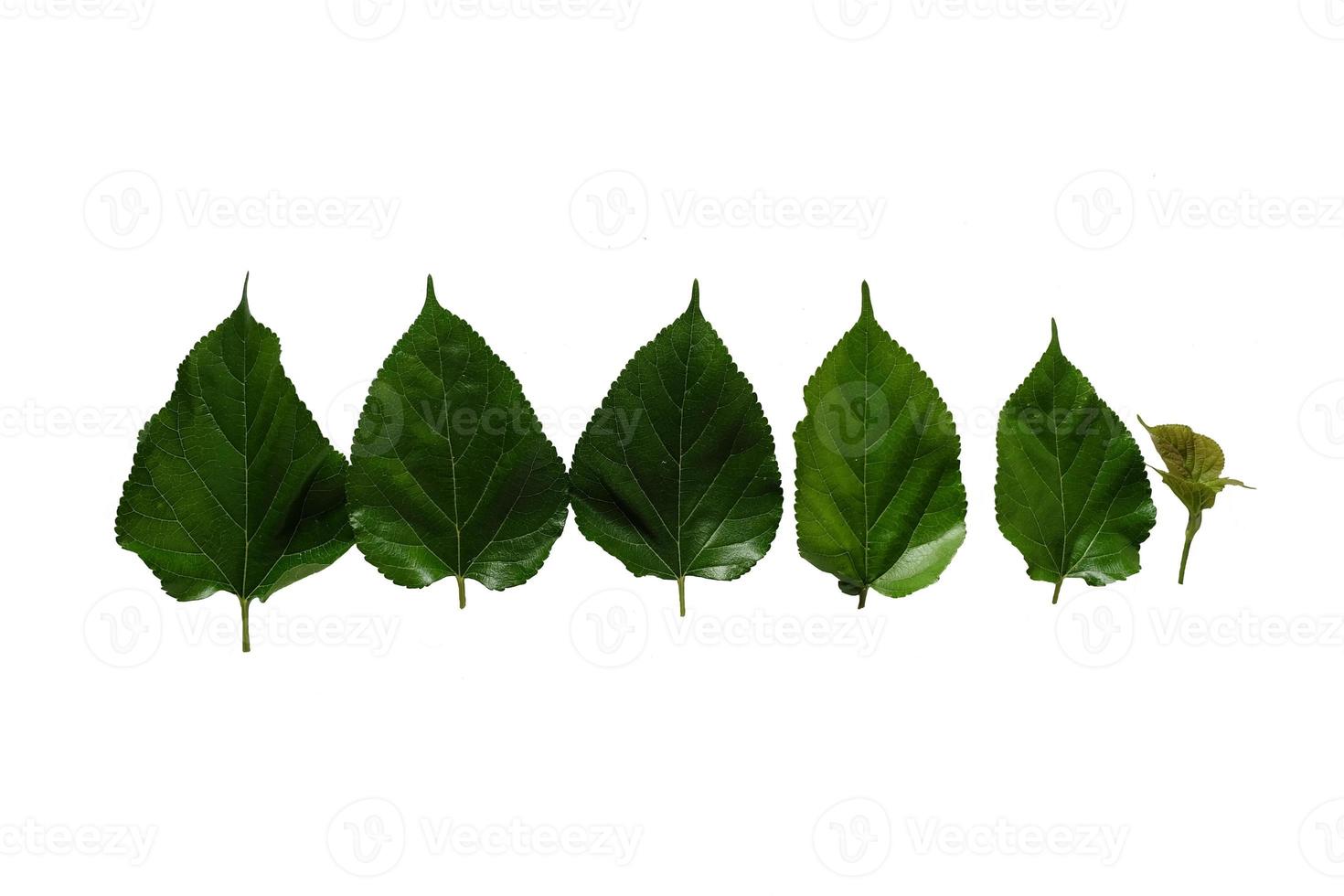 Maulbeerblätter isoliert auf weißem Hintergrund foto