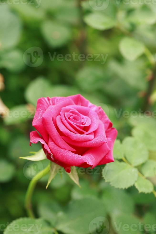Nahaufnahme Rose Blume foto