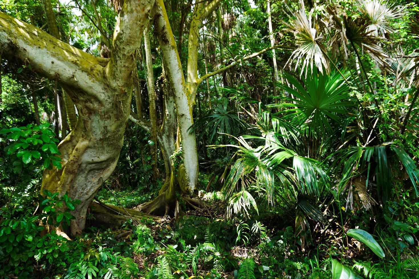 südostasien versteckt grüner wald foto