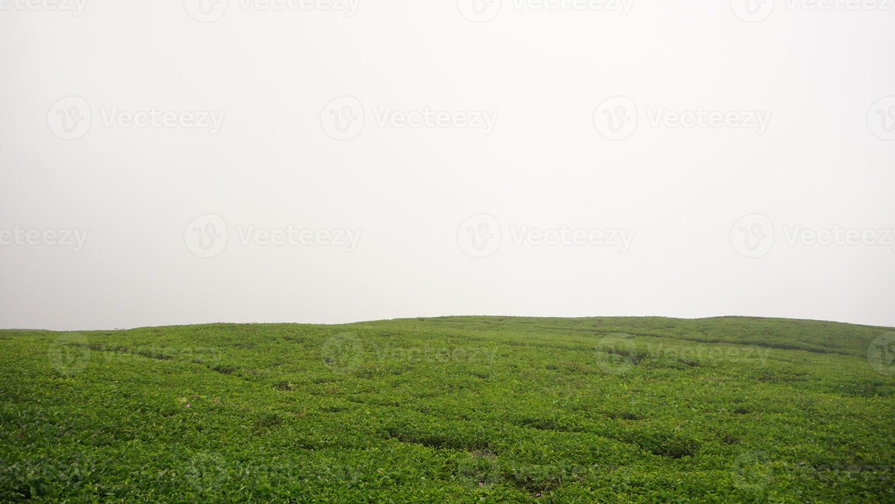 ein grünes Feld foto