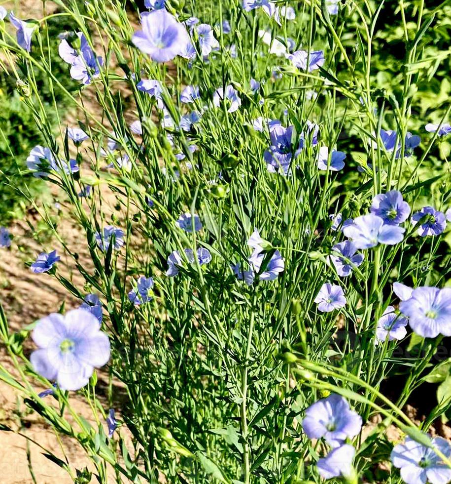 blaue Flachsblumen im Garten. hochwertiges Foto