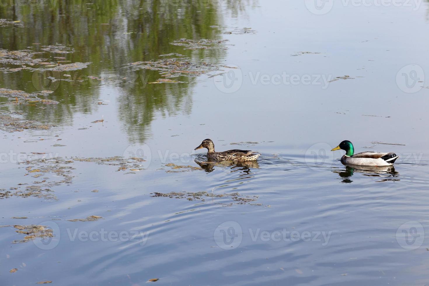 Entenpaar, Nahaufnahme foto