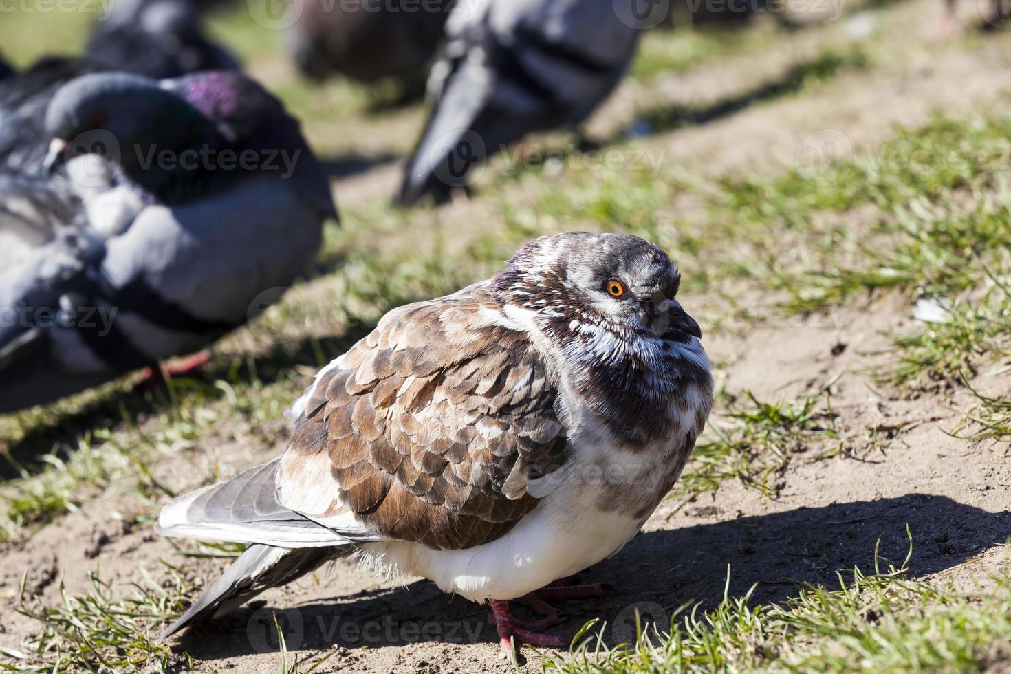 hungrige Tauben, die in der Stadt leben foto