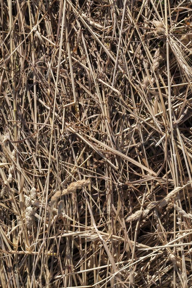 Landwirtschaft, Aktivitäten im ländlichen Raum foto