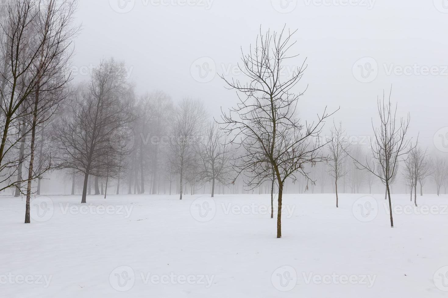 Bäume im Winter im Dunst foto