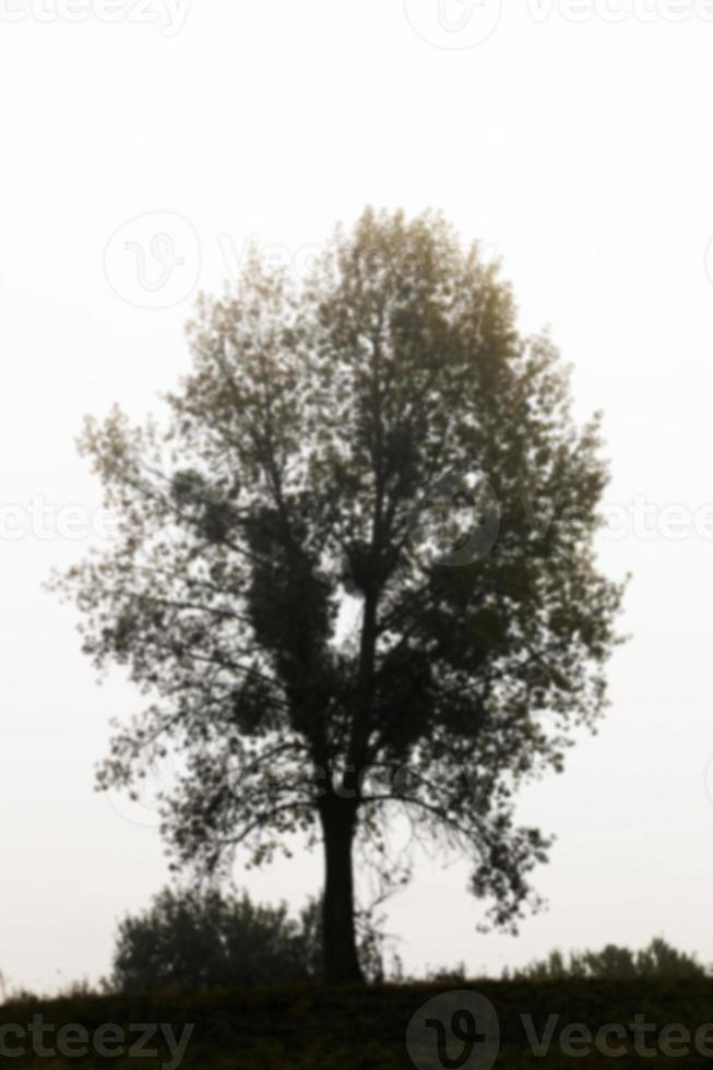 Baum im Feld, Herbst foto