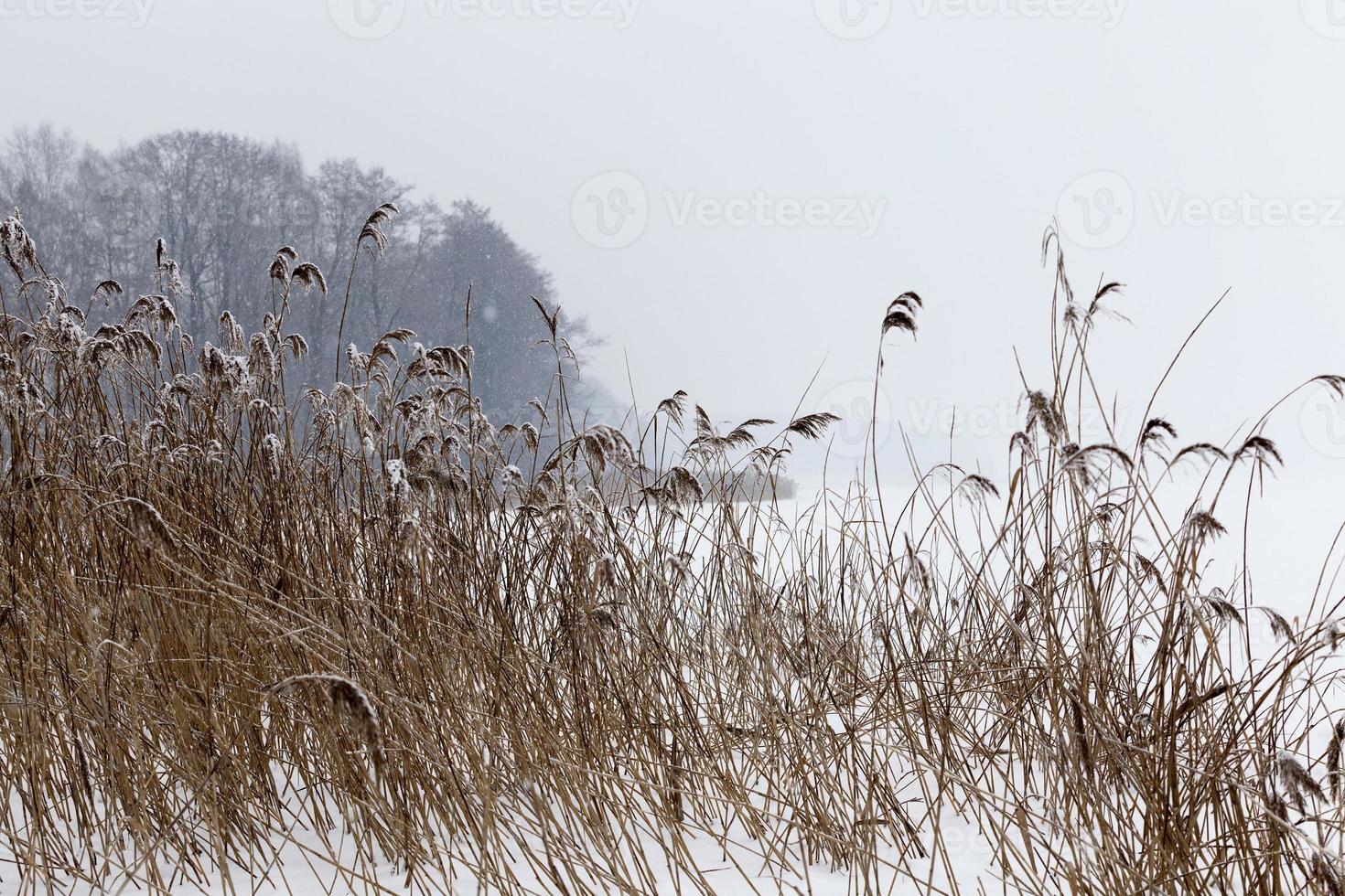 Trockene Pflanzen im Winter foto