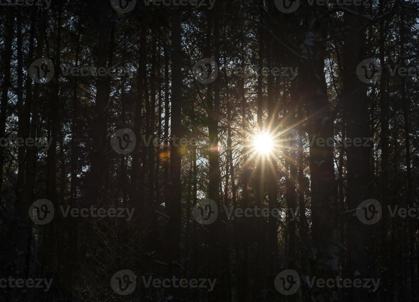 Winterwald, Nahaufnahme foto