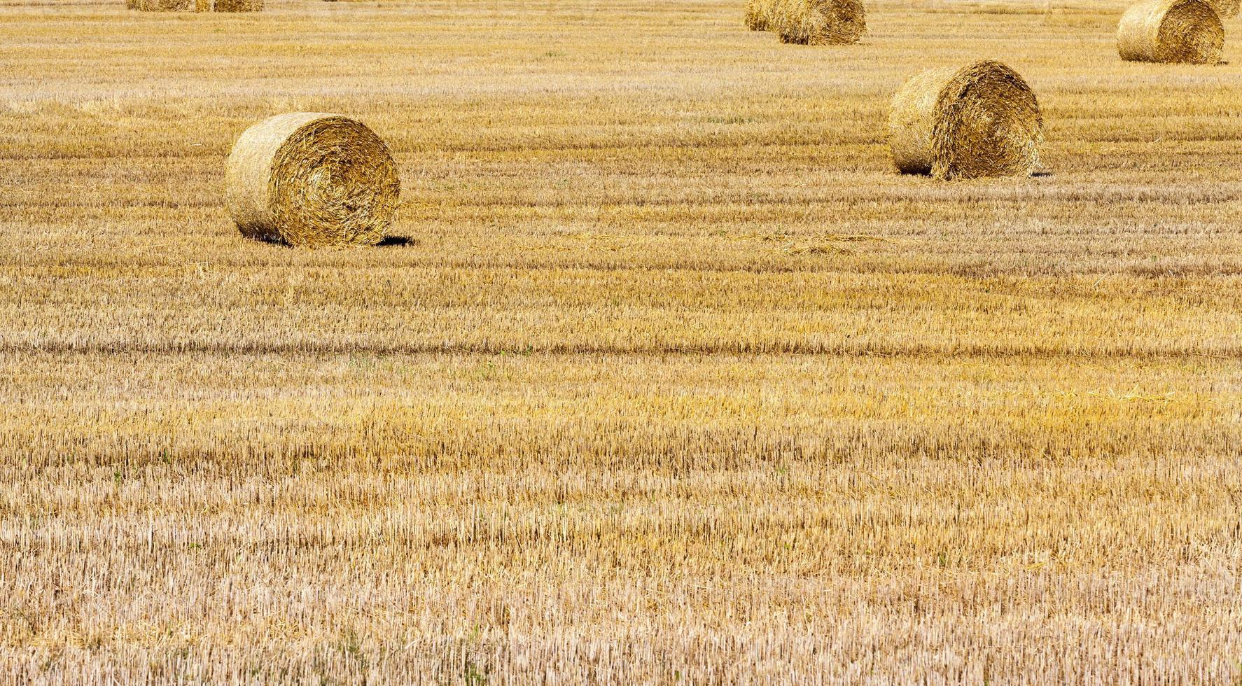 Ballen Heu foto