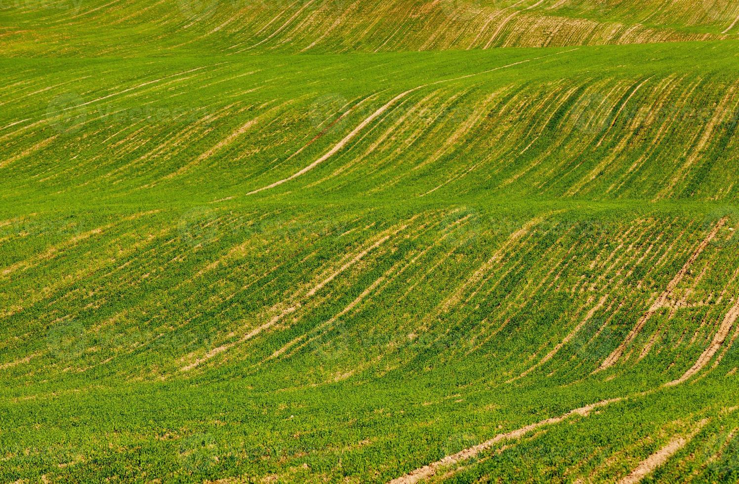 Winterernte im Feld foto