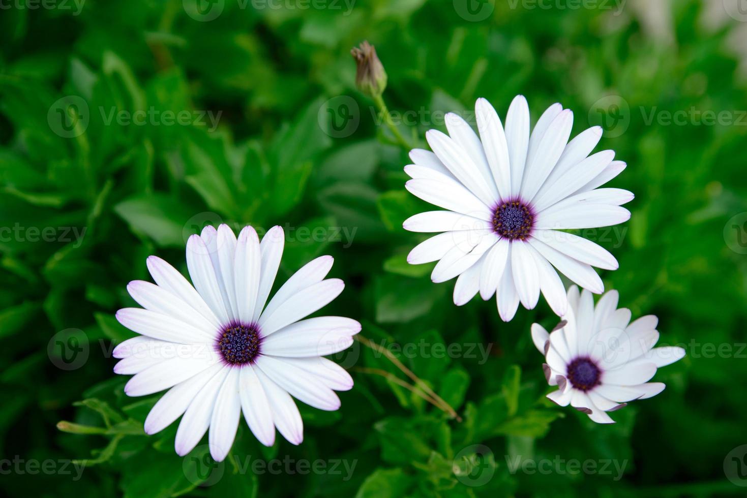 weiße Blumen Nahaufnahme foto
