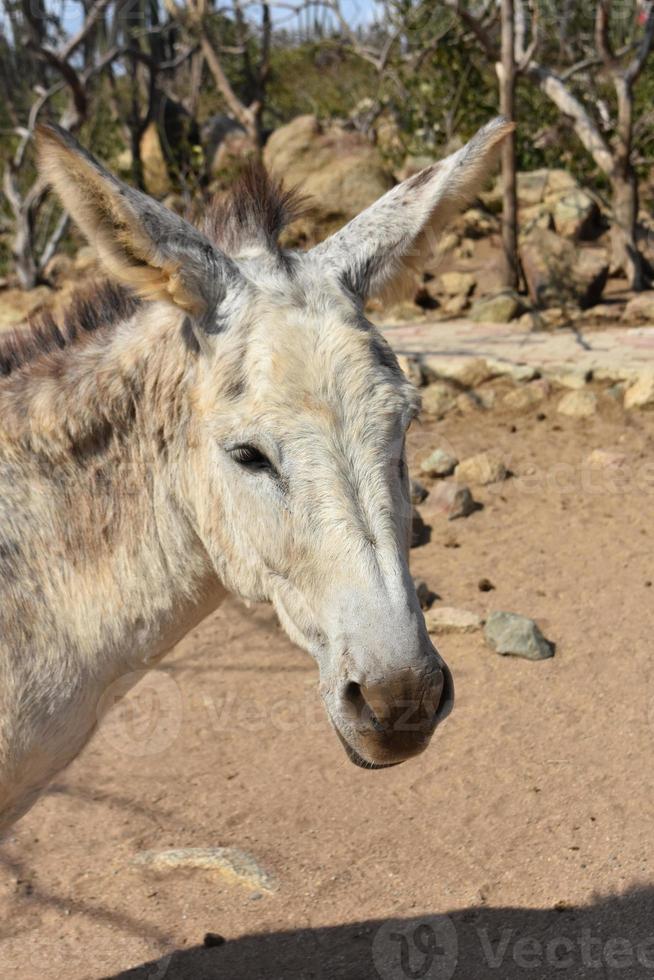 entzückendes gesicht eines wilden burro in aruba foto