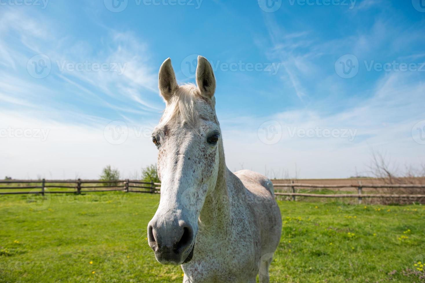 inländisches arabisches Pferd foto