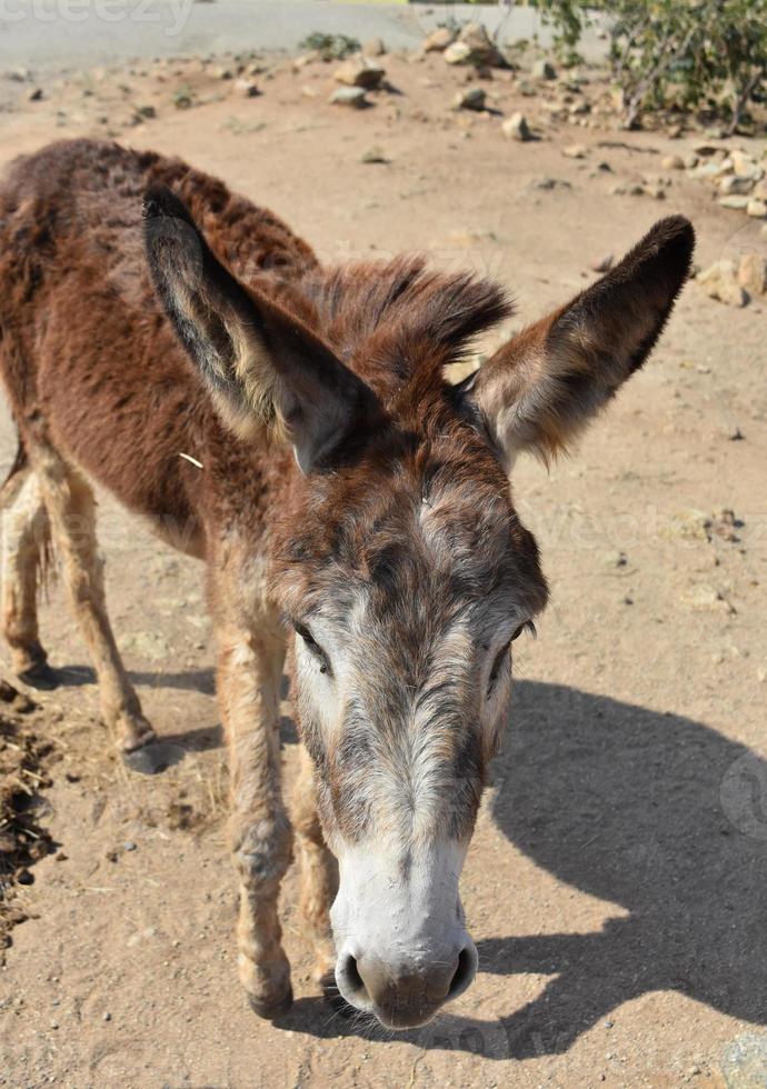 ungepflegt aussehender brauner Wildesel auf Aruba foto