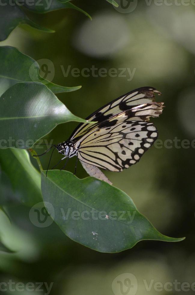 Schwalbenschwanzschmetterling, bekannt als die Baumnymphe auf einem Blatt foto