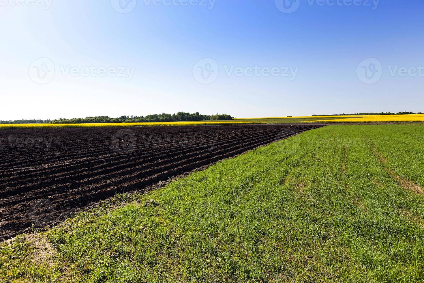 grünes Gras wächst foto