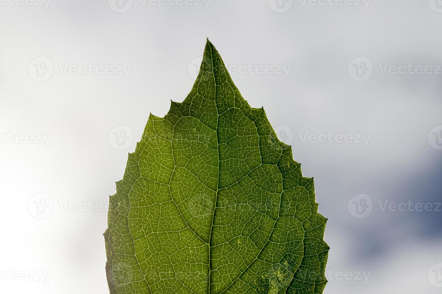 einzelne grüne Blätter foto