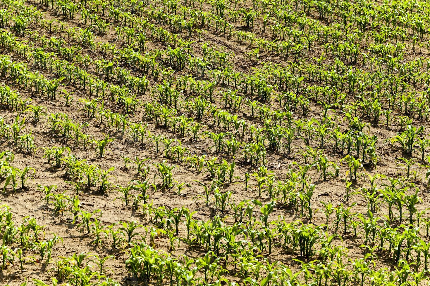 Mais Pflanzen. Frühling foto