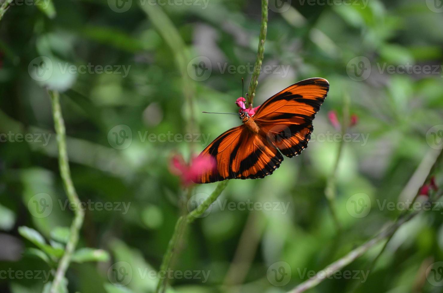 hübscher Eichentigerschmetterling mit langen Flügeln foto