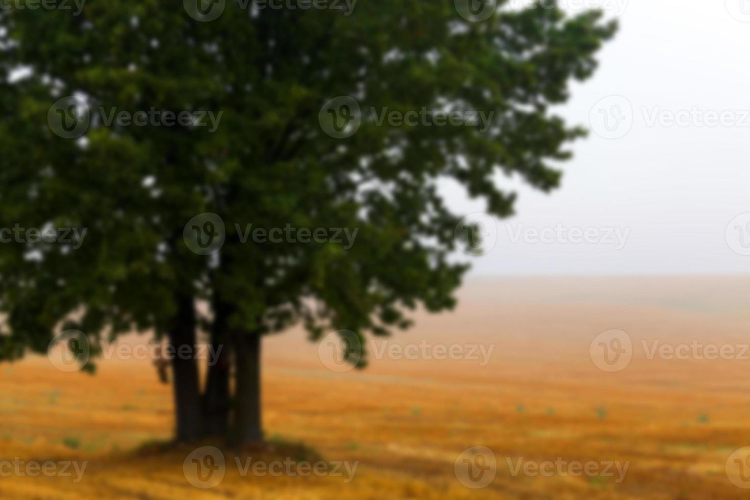 Baum im Feld foto