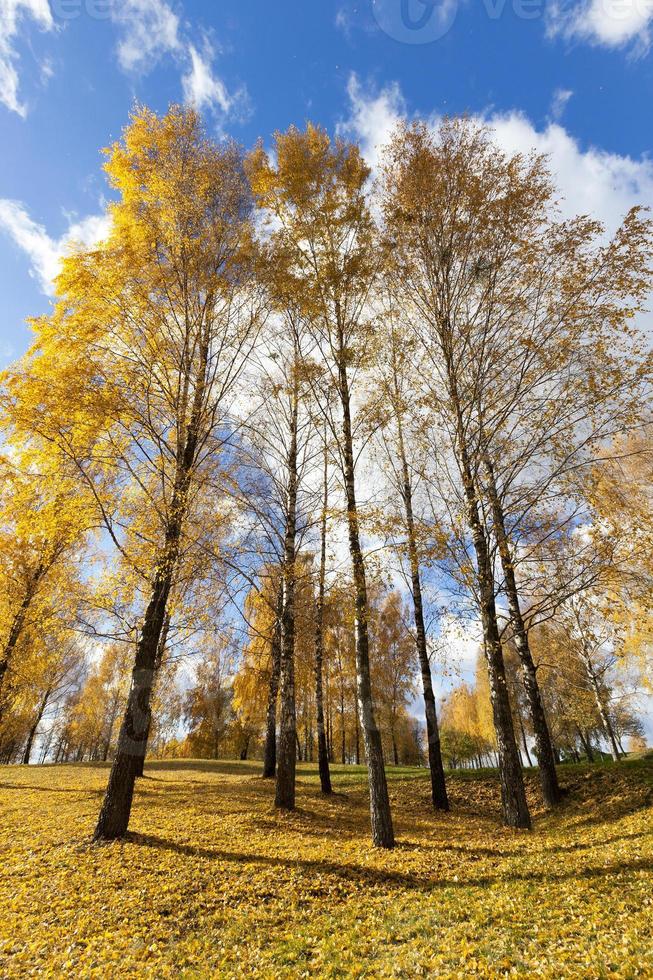 Birke im Herbst foto