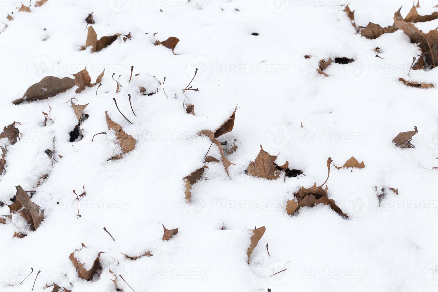 trockenes Ahornlaub foto