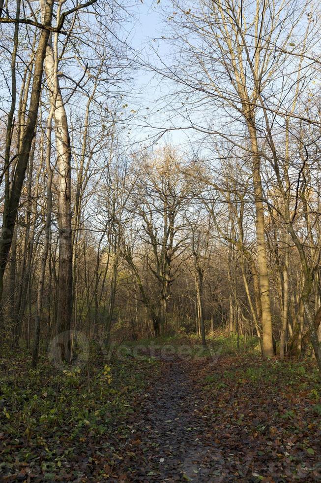 herbstlicher Waldspaziergang foto