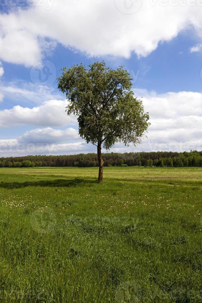 Baum auf dem Feld - der Baum einer Birke, die auf einem Feld wächst, auf dem Pflanzen wachsen foto