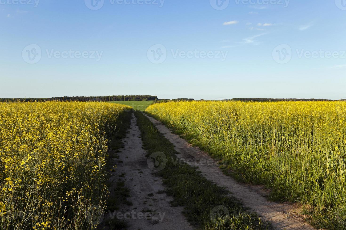 der Weg zu einem Feld foto