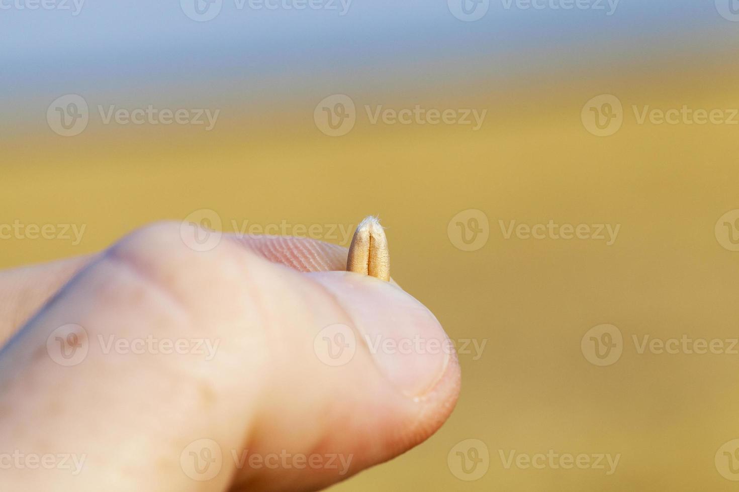 Weizenkorn in der Hand foto