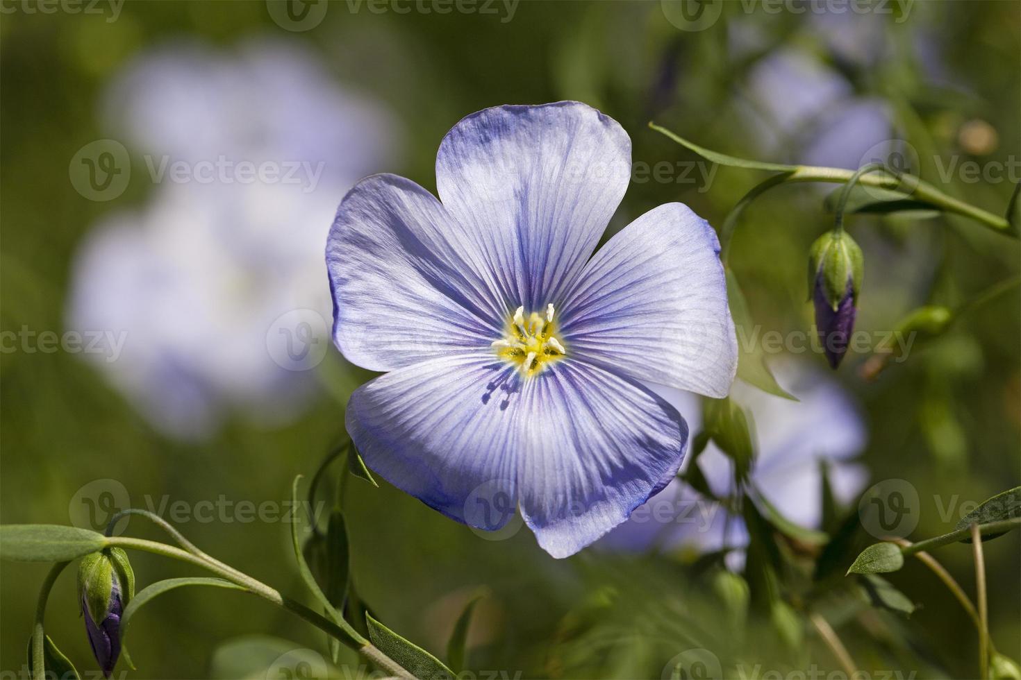Flachsblume - die blaue Blume des Flachses, fotografiert von einer Nahaufnahme. geringe Schärfentiefe foto