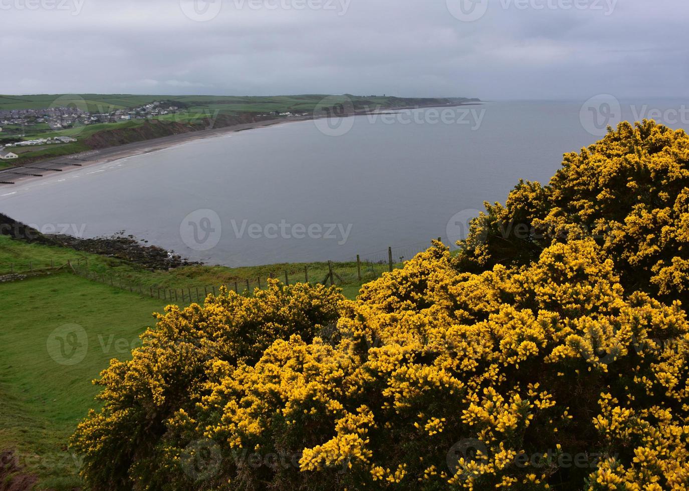 goldgelbe ginsterbüsche auf den meeresklippen über st bees foto