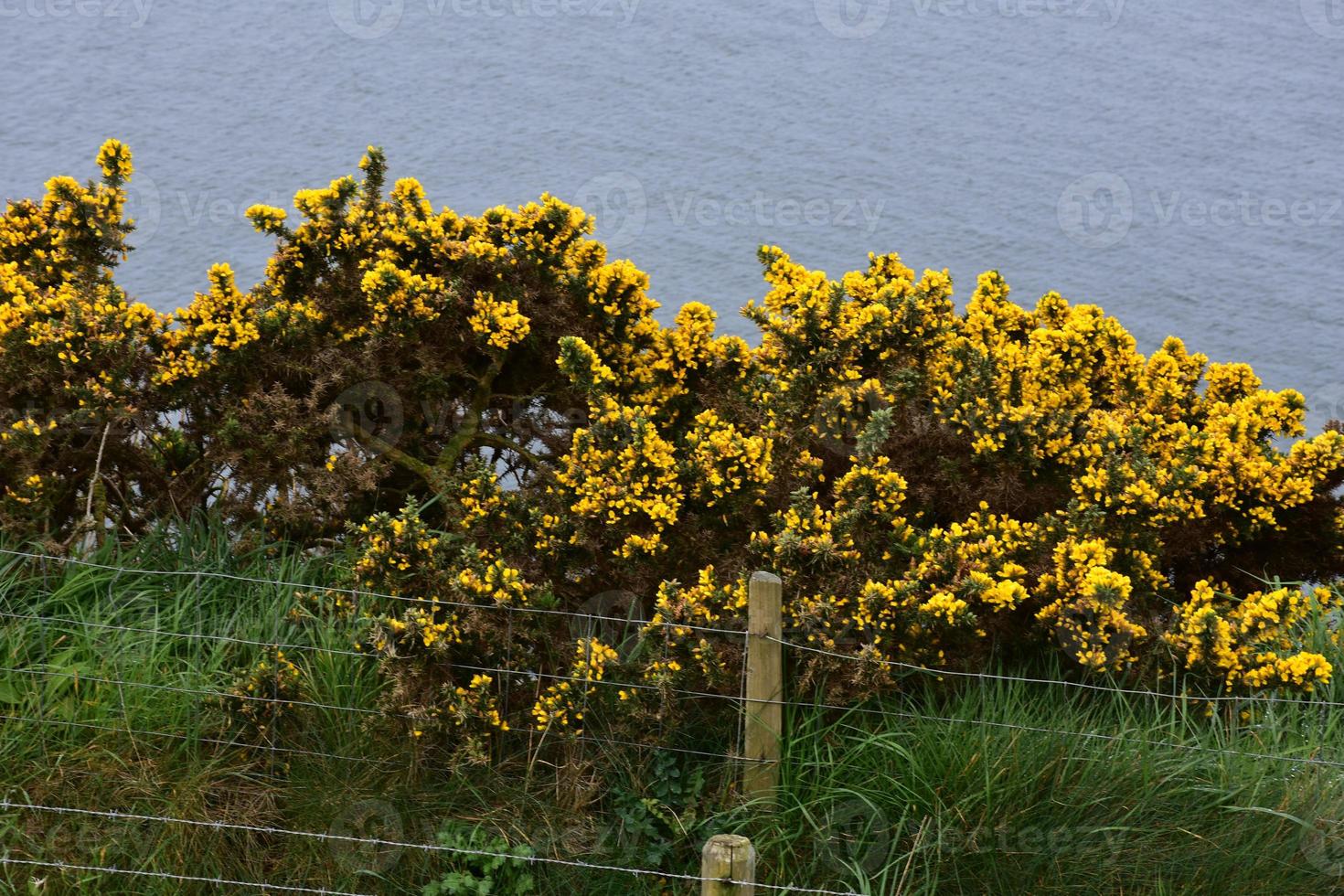 gelber ginster, der entlang der meeresklippen in st bees blüht foto