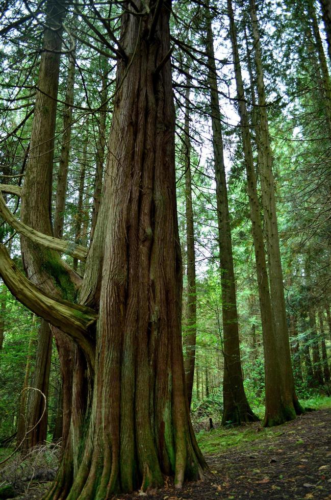 Atemberaubende Aussicht auf einen riesigen Baum im schottischen Hochland foto