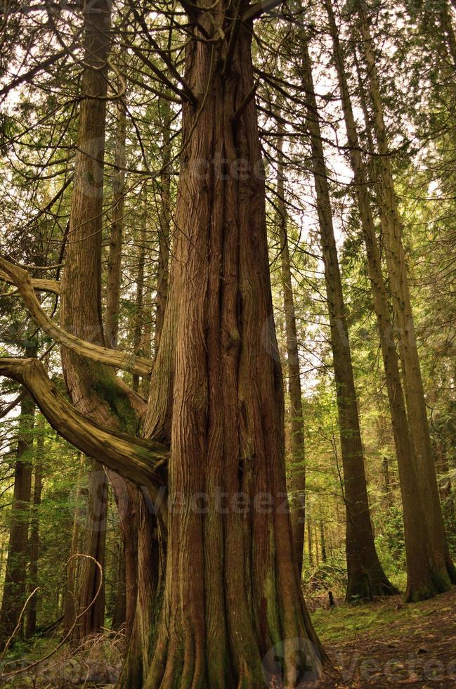 Atemberaubender riesiger Baum in den schottischen Wäldern foto