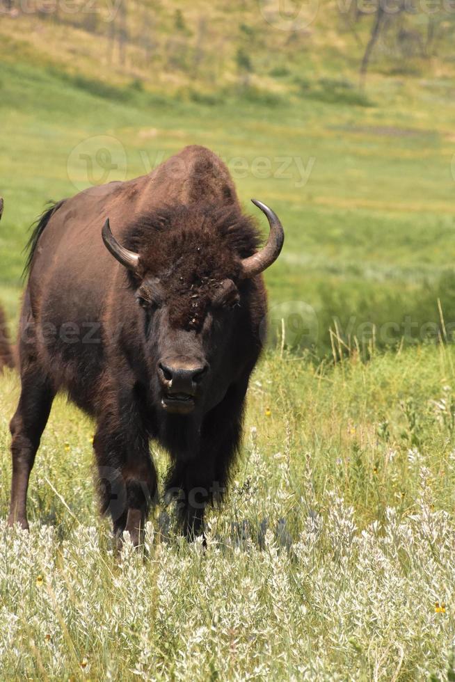 Junger Bison in einer großen Rasenfläche foto