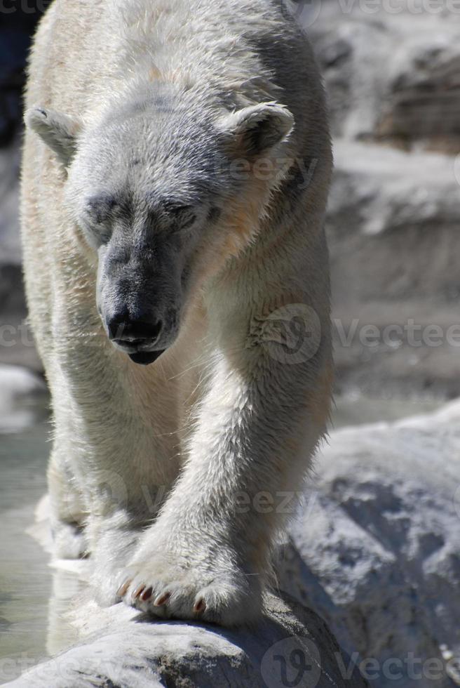 Eisbär mit sehr großen Pfoten, der entlang geht foto