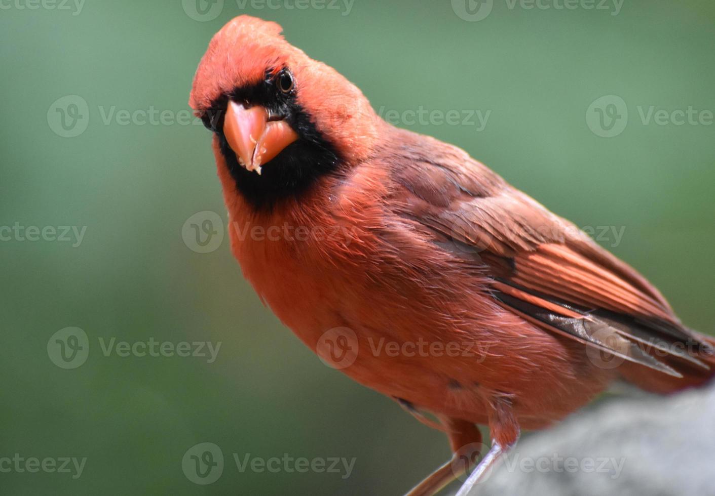 neugieriger nördlicher kardinalvogel, der auf kalkstein steht foto