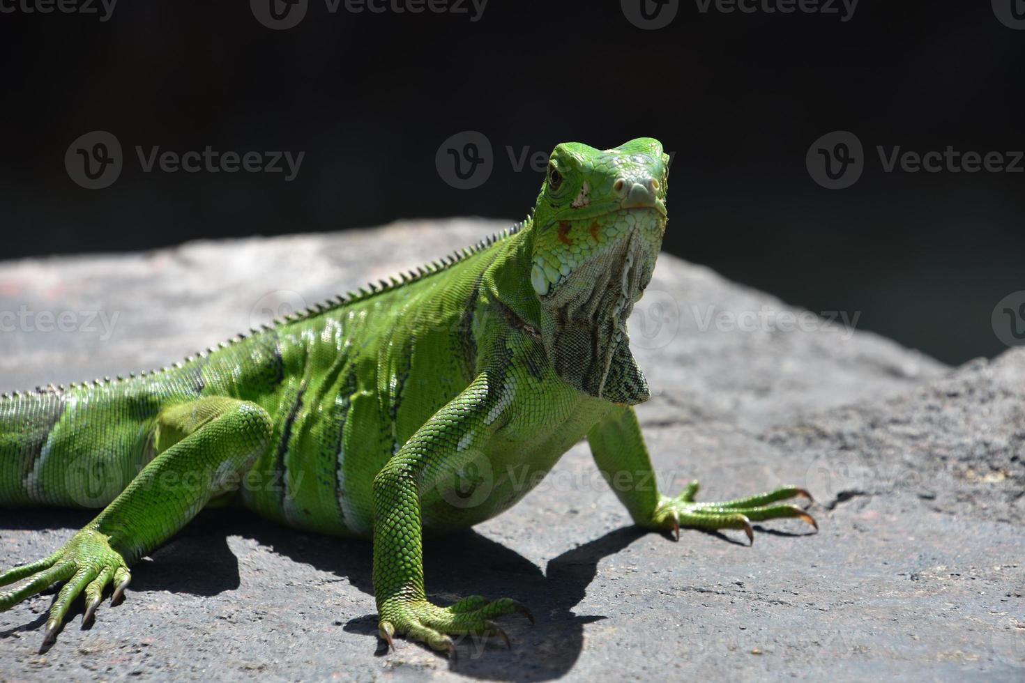 leuchtend hellgrüner leguan auf einem felsen in aruba foto