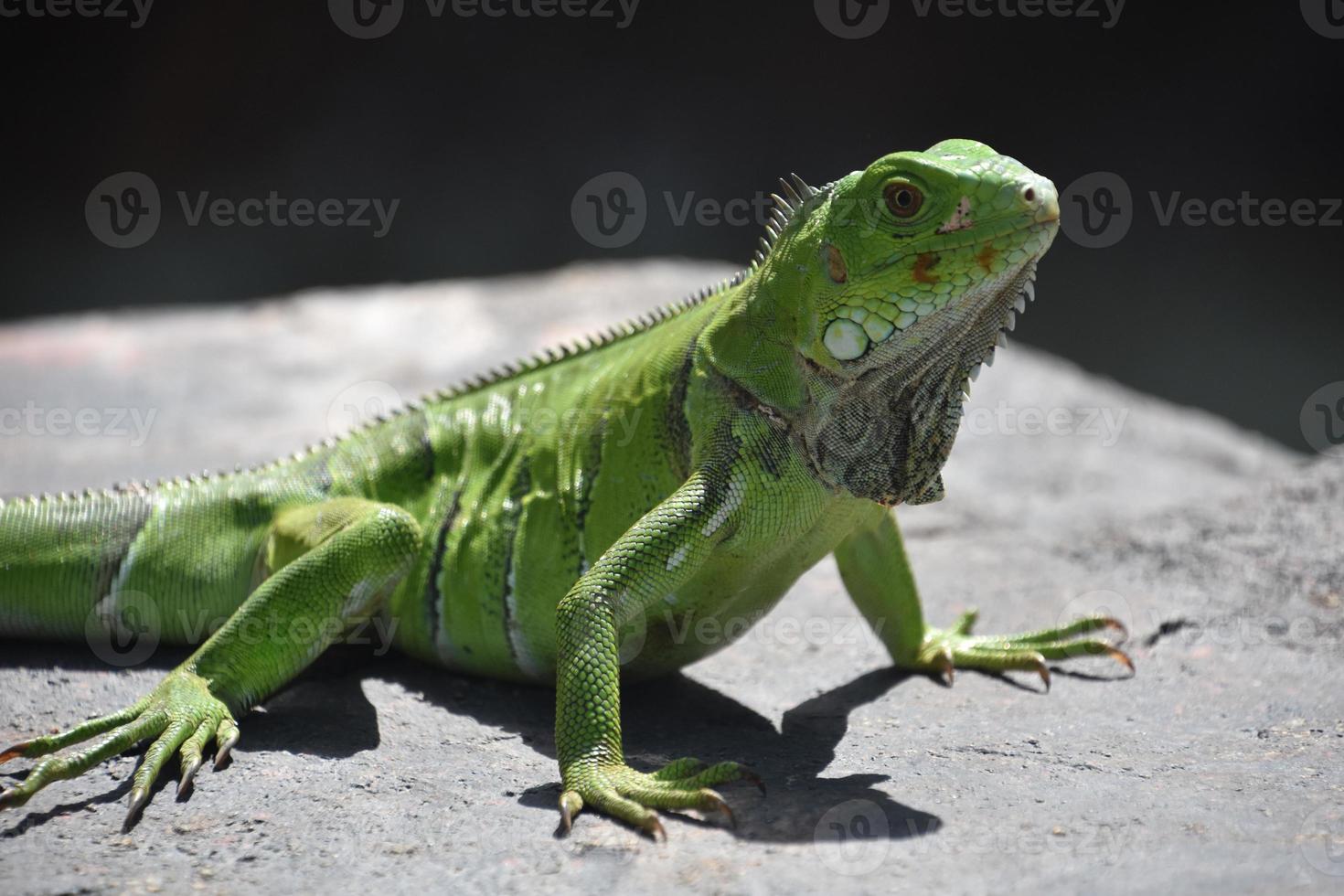 Toller grüner Leguan, der auf einem Felsen posiert foto