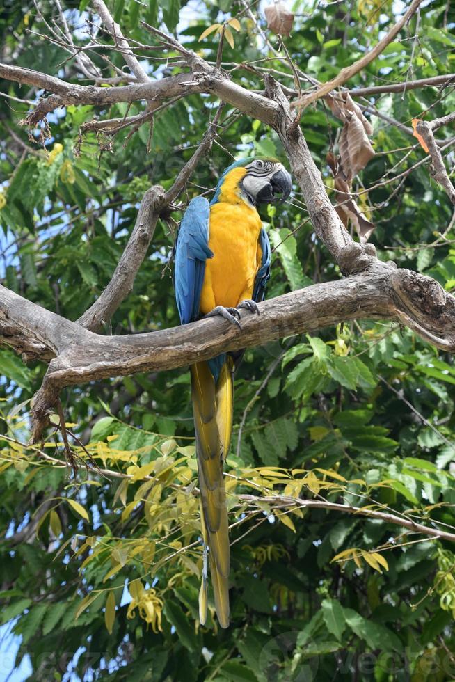 blauer und goldener Ara im Regenwald foto