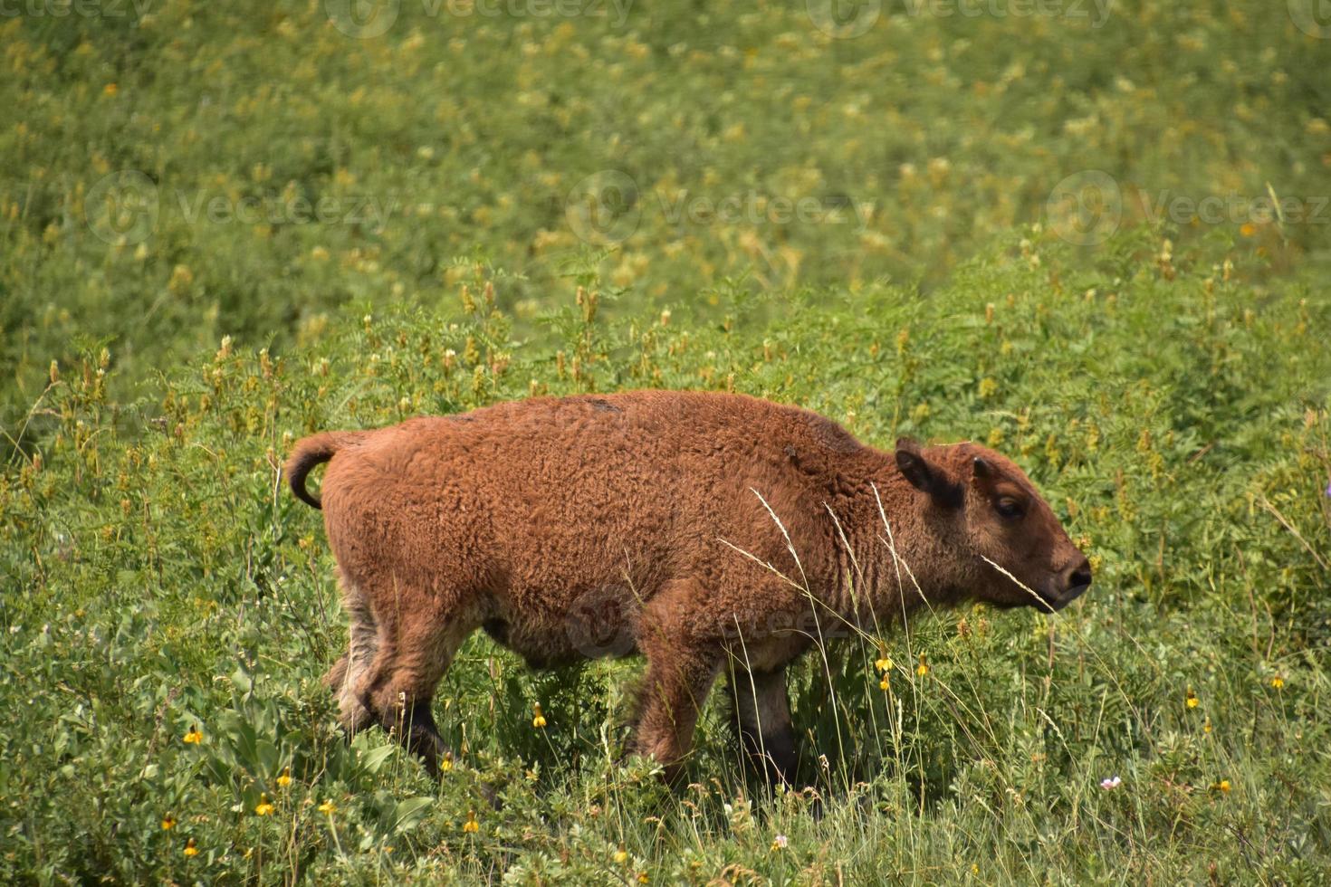 Baby American Bison Kalb im hohen Gras im Sommer foto