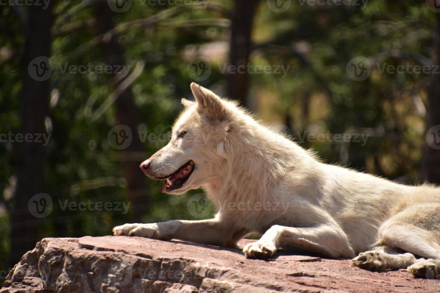 Profil eines weißen Wolfs auf einem Felsen in freier Wildbahn foto