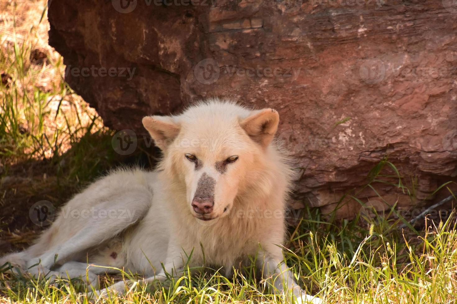 Wolf mit rosa Nase, der unter einem Felsen eindöst foto