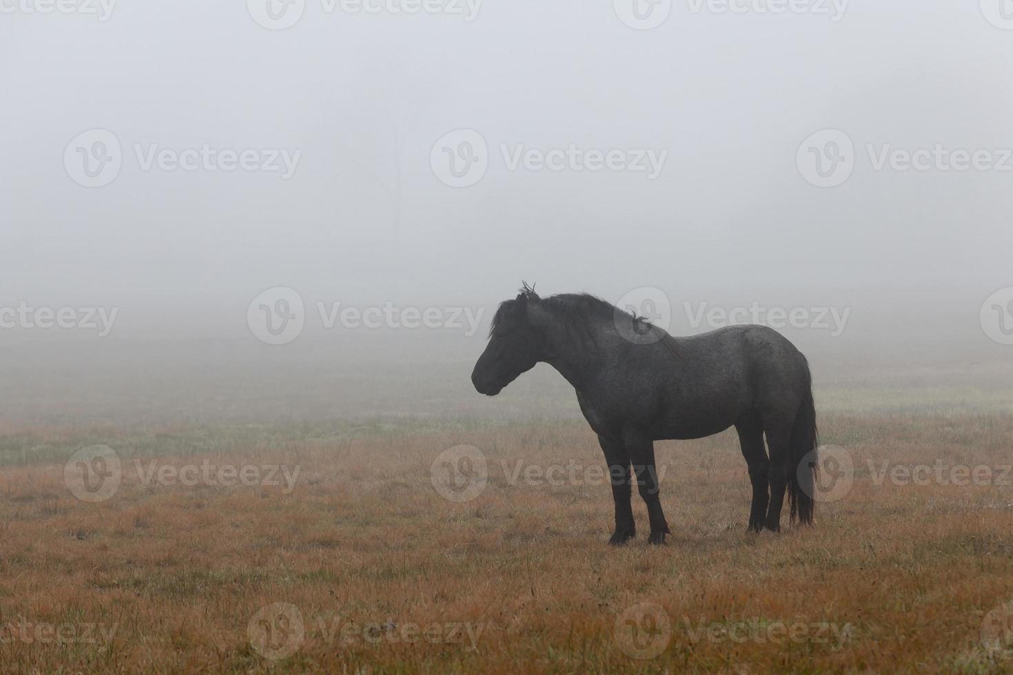 schönes schwarzes Pferd foto