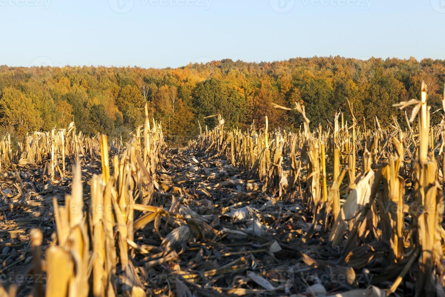 Gebiet landwirtschaftliches Feld foto