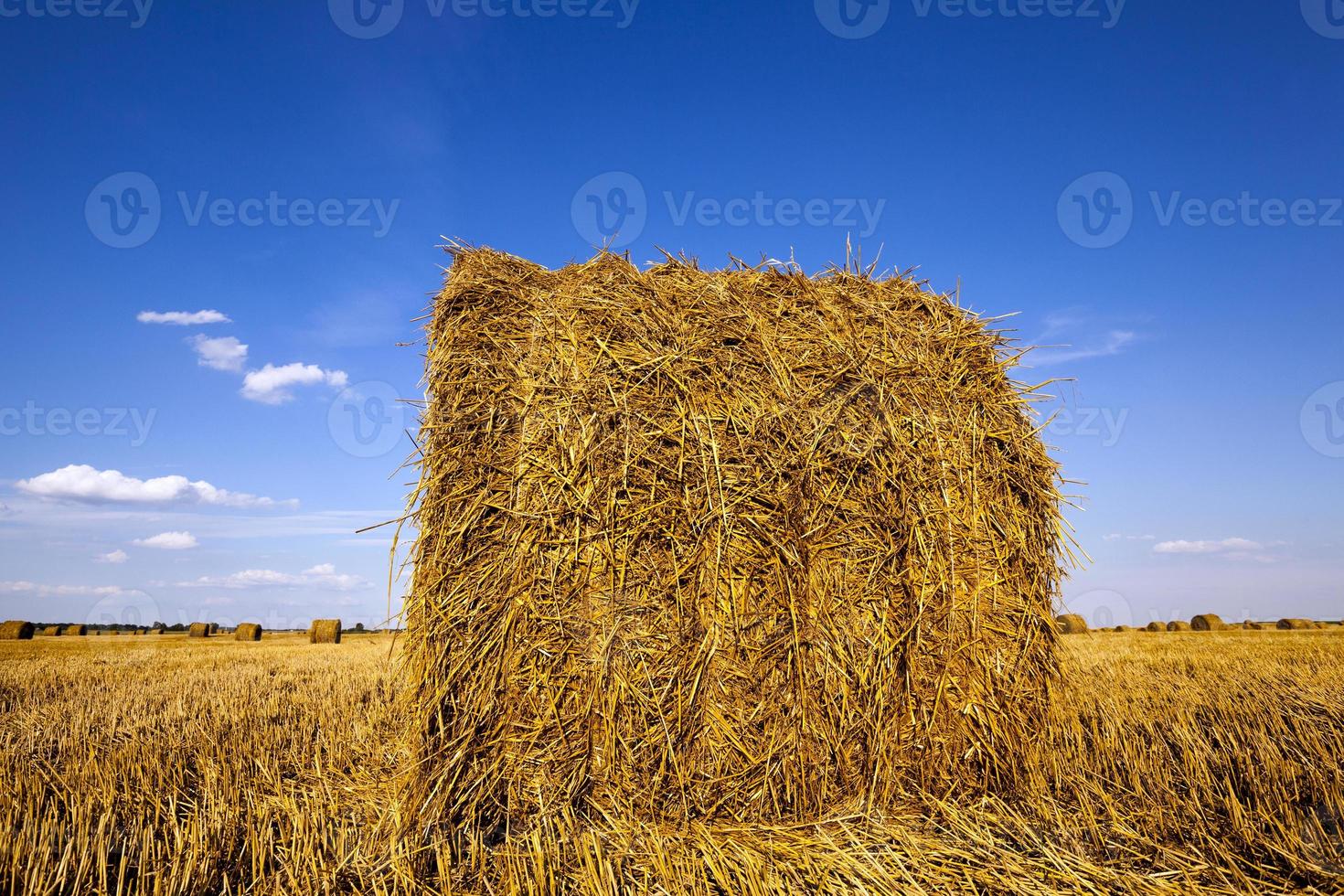 landwirtschaftliches Feld aus nächster Nähe foto