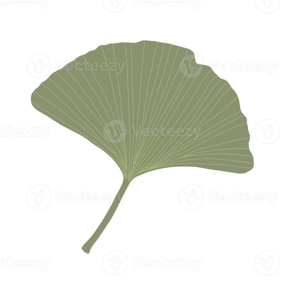 frische Ginkgoblätter im flachen Stil, einfache, handgezeichnete Vektorillustration, florale, medizinische, organische, detaillierte Pflanze, japanisches Kultursymbol, umweltfreundliches Umweltkonzept foto