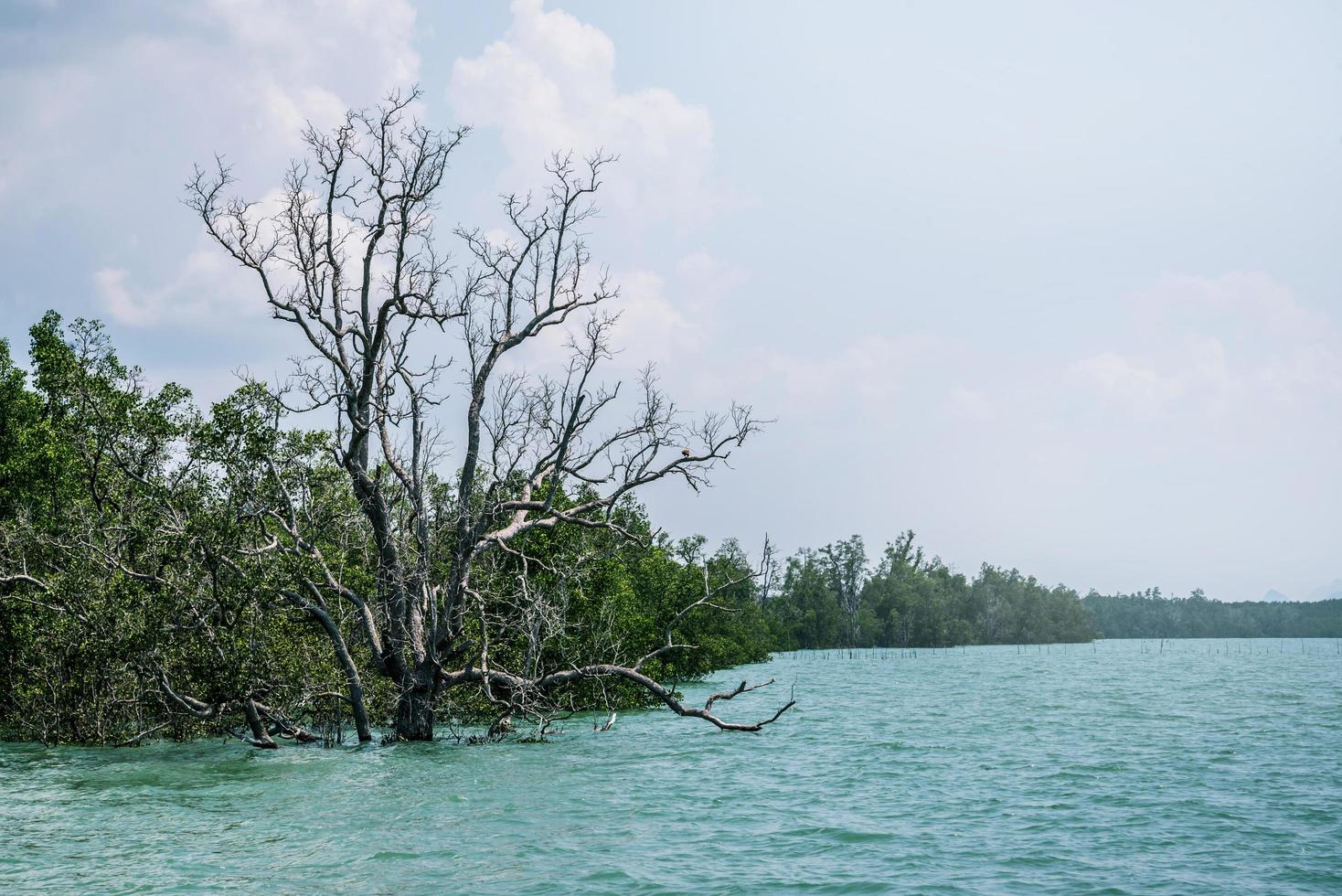 reisen asien urlaub. landschaft andamanensee mangrove mangrovenschutzgebiet foto