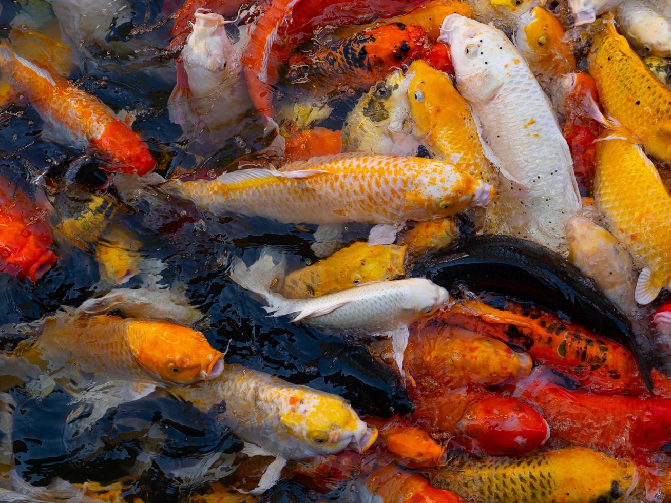 bunte ausgefallene Karpfenfische, Koi-Fische foto